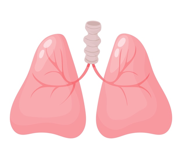 Longen Menselijk orgel Vector illustratie in platte cartoon stijl Anatomie concept