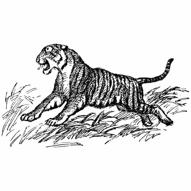Lopende tijger