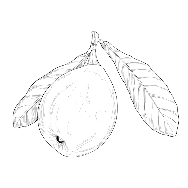 Vector loquat