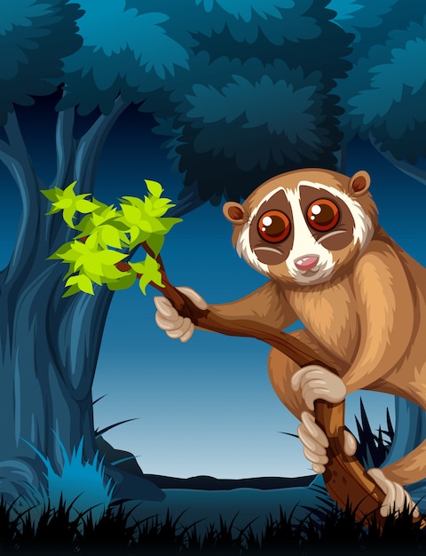 A loris in dark forest