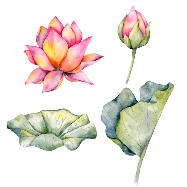 Lotus Aquarel Illustratie Roze Lotus