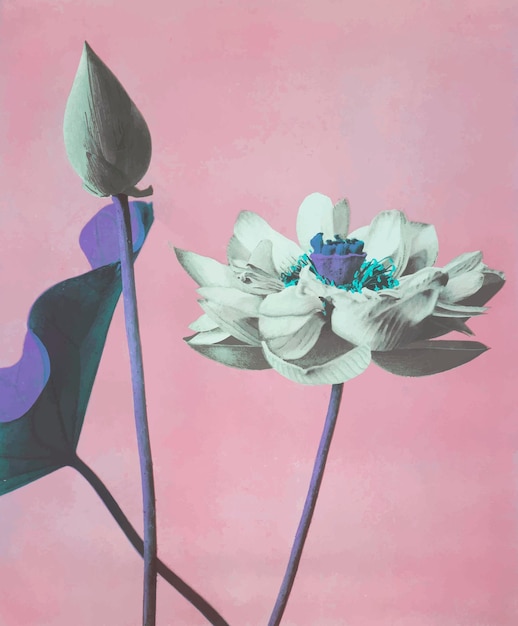 Vector lotus bloemen vintage vectorkunstwerk, remix van originele fotografie door ogawa kazumasa.