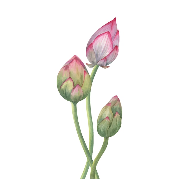 벡터 로터스  (lotus buds) 분홍색 수리리 (pink water lily) 조성 3개의 꽃 수채화 꽃 일러스트레이션 포스터 웨딩 디자인 요가 센터를 위한 손으로 그린 조성