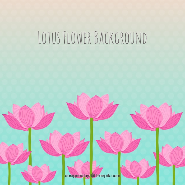 Lotus flower background