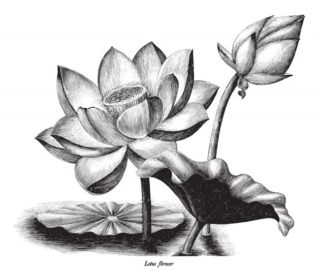 白い背景で隔離の蓮の花植物ヴィンテージ彫刻イラスト プレミアムベクター