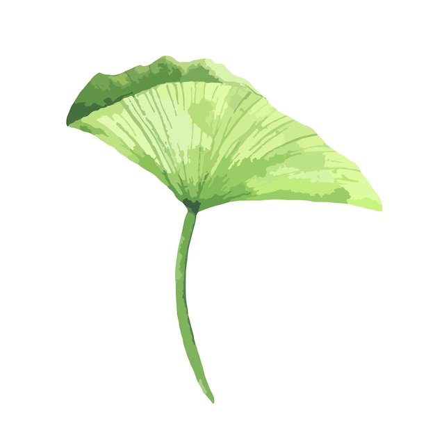 Lotus flower green leaf illustration waterlily leaf isolated