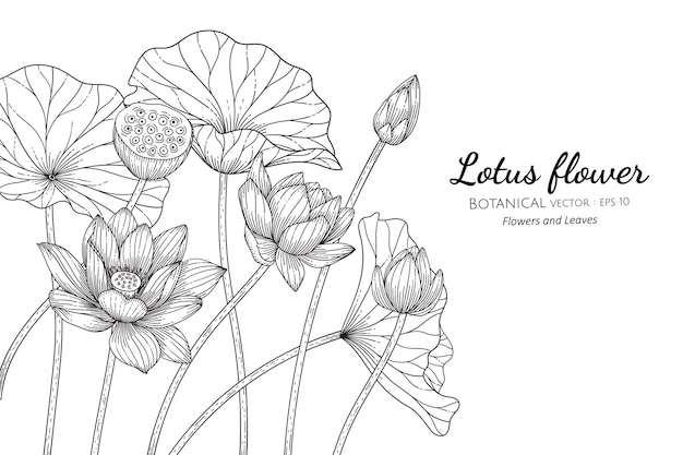 Lotus flower and leaf hand drawn botanical illustration with line art on white backgrounds. 