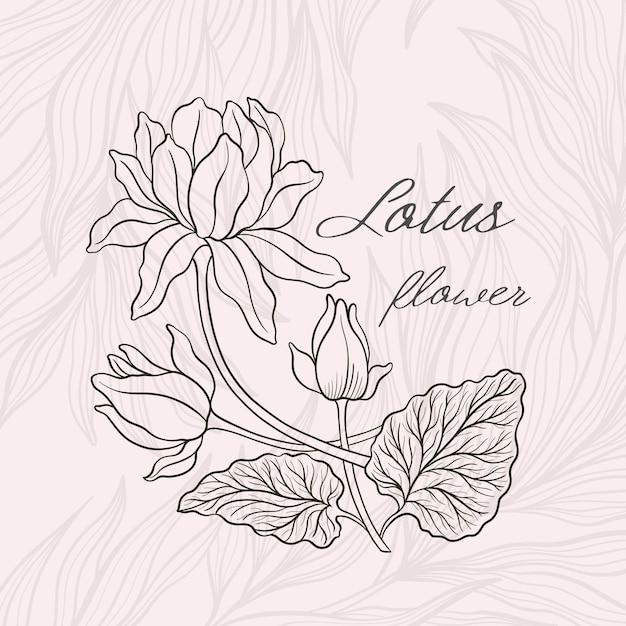 Vector lotus flower outline hnd drawn style asian national symbol plant vintage sketch design