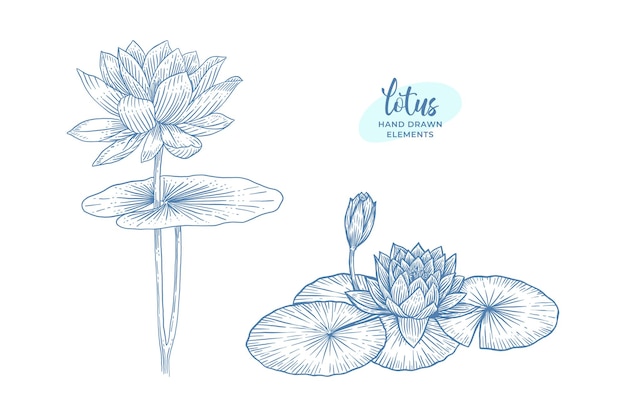 Lotus flower set. hand drawn elements