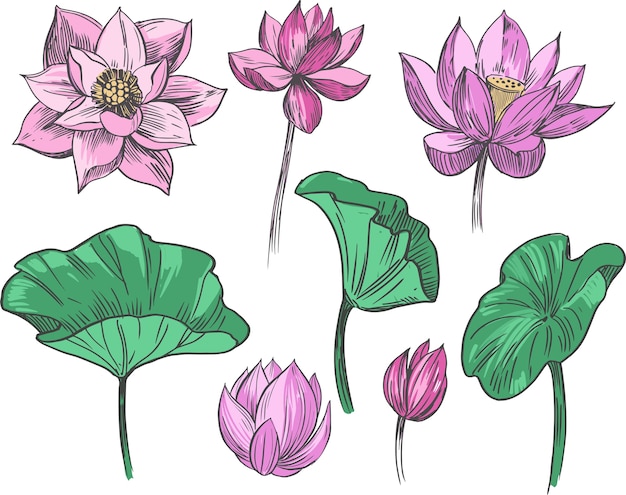 Lotus flower. Set of hand drawn   illustration.