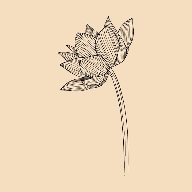 Lotus flower vector illustration with line art