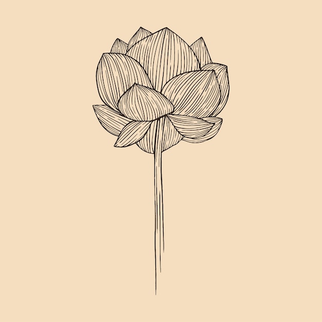 Vector lotus flower vector illustration with line art