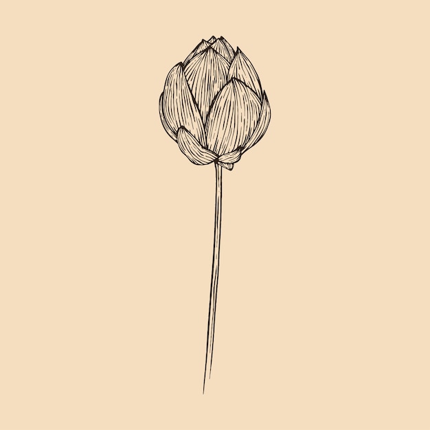 Illustrazione di vettore del fiore di loto con la linea arte