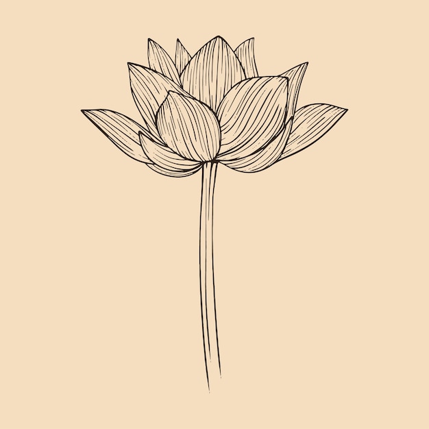 Lotus flower vector illustration with line art