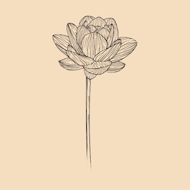 Lotus flower vector illustration with line art