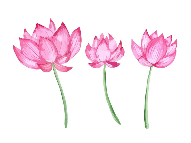 Lotus flower watercolor hand drawn set Different lotus flowers buds set