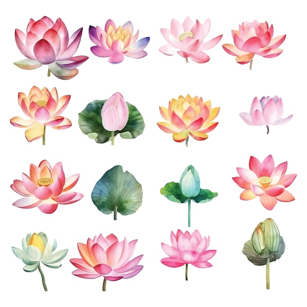 Lotus flower watercolor paint collection