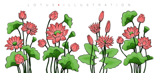 Lotus Flowers, Colored Illustration Set