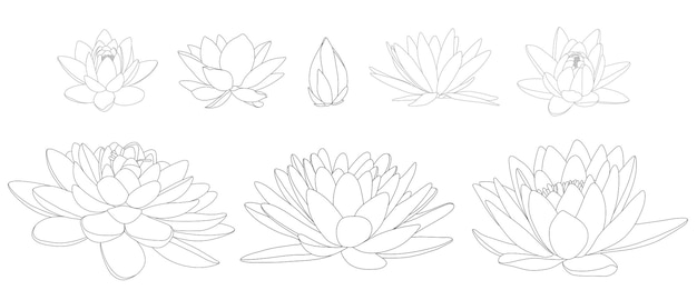 Vector lotus flowers in different blooms and shapes illustration of different types of water lilies