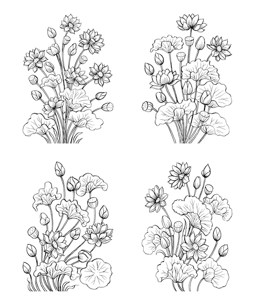 蓮の花、手描きイラスト