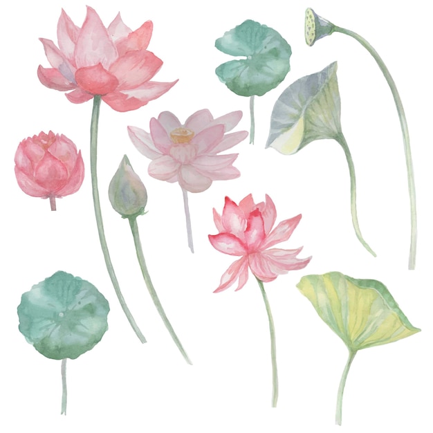 Lotus flowers Handdrawn watercolor illustration Sketch doodle Lake meditation oriental