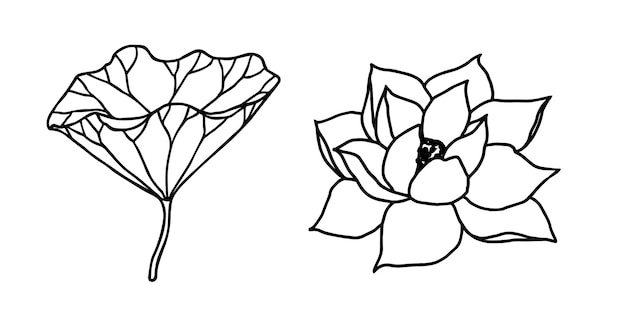 lotus flowers leaves and buds black line art Set of vector illustration Outline floral drawing for for logo tattoo packaging design compositions Water Lily botanical vector design