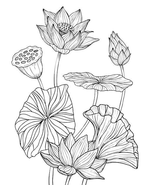 Vector lotus flowers with leaves hand drawn vector illustration painted by black inks floral drawing of blooming waterlily for spa or zen design etched botanical composition engraving for meditation