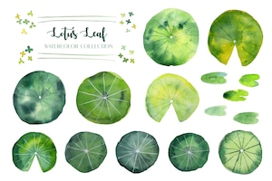 Lotus leaf and duckweed watercolor collection.