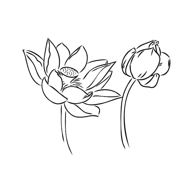 Водяной цветок лилии лотоса в винтажном стиле гравюры на дереве
