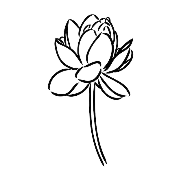 A lotus lily water flower in a vintage woodcut engraved etching style