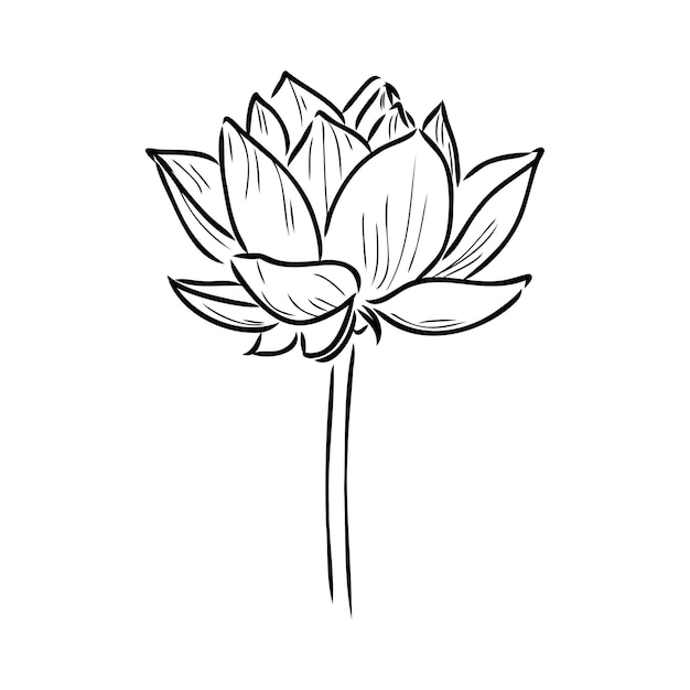 A lotus lily water flower in a vintage woodcut engraved etching style