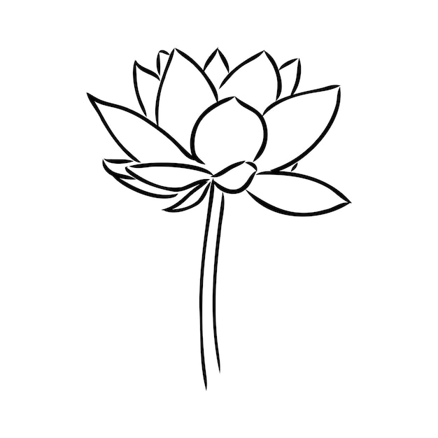 A lotus lily water flower in a vintage woodcut engraved etching style