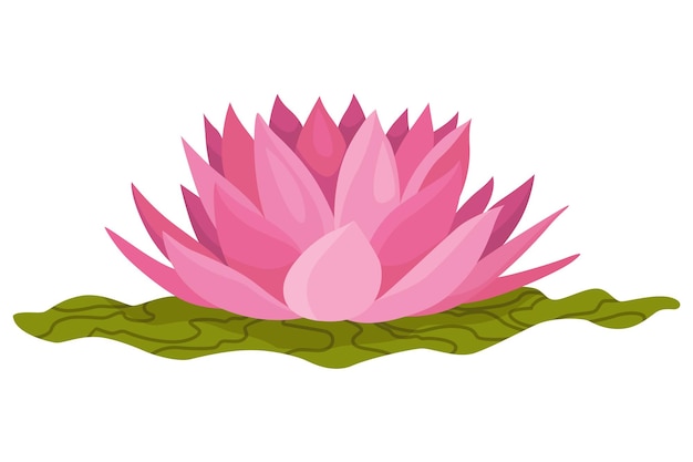 Lotus Pink flower and leaves for advertising or invitation Blossom bud opening an aquatic plant 3D design Isolated objects for design