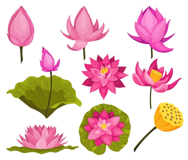 Набор розовых цветов лотоса стебли и листья для рекламы и приглашений цветущий бутон, открывающий водное растение 3d-дизайн состав изолированных объектов для дизайна