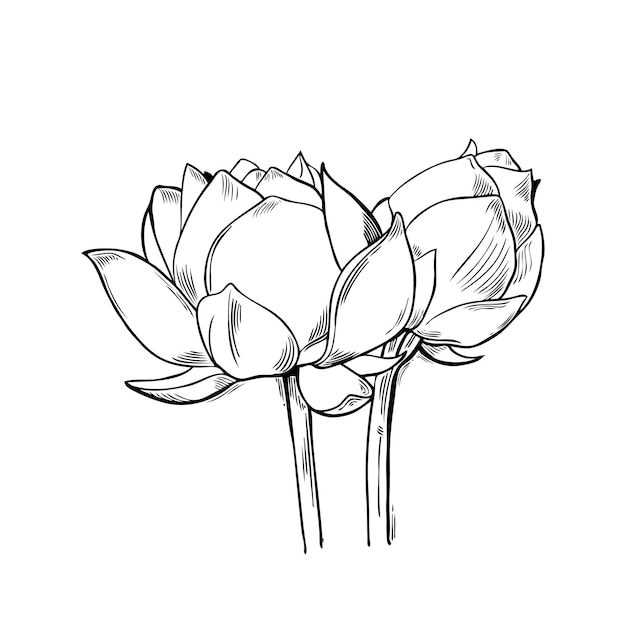 Lotus sketch vector art