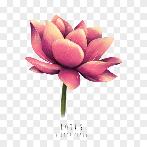 Lotus watercolor hand drawn