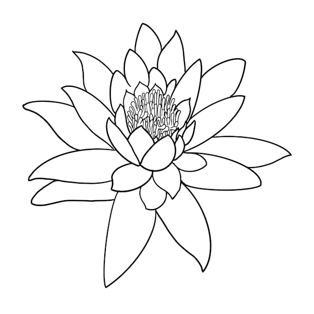 Vector lotus on white background vector