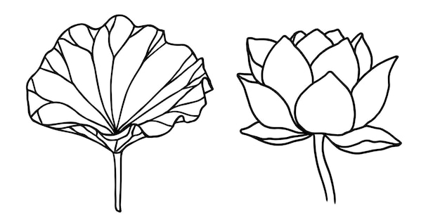 lotusbloemen bladeren en knoppen zwarte lijn kunst Set van vector illustratie Schets bloemen tekening voor voor logo tatoeage verpakkingsontwerp composities Water Lily botanisch vector ontwerp