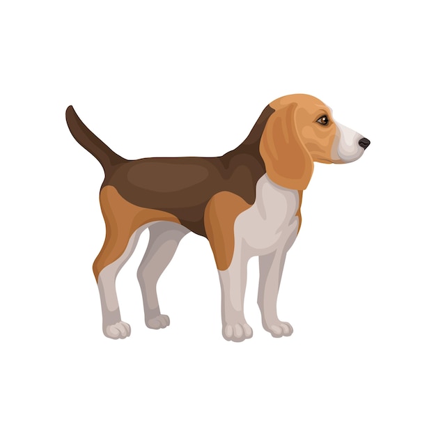 Vector lovely beagle puppy standing isolated on white background side view home pet small dog with brownwhite coat graphic element for advertising banner or poster isolated flat vector illustration