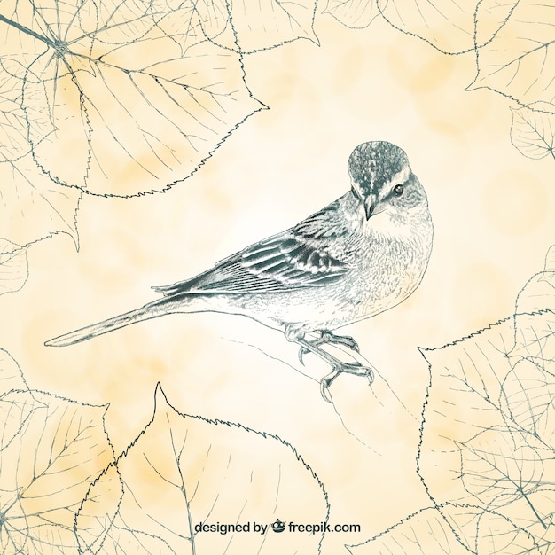 Lovely bird illustration