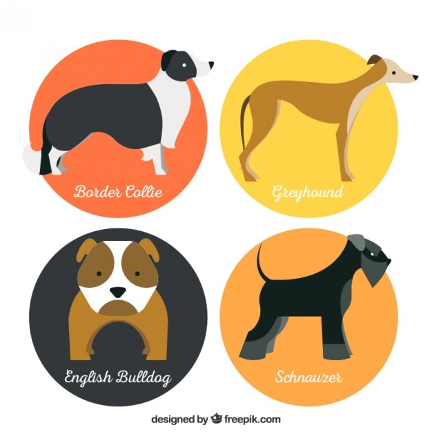 Lovely dog breeds