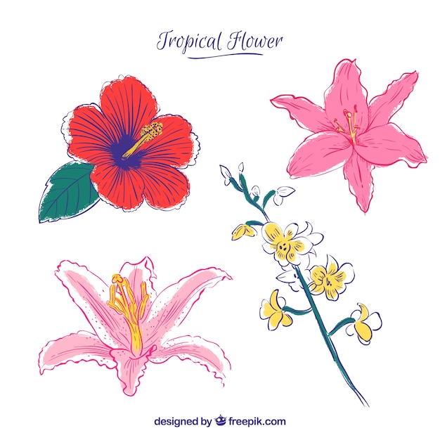 Collezione di fiori tropicali disegnata a mano incantevole