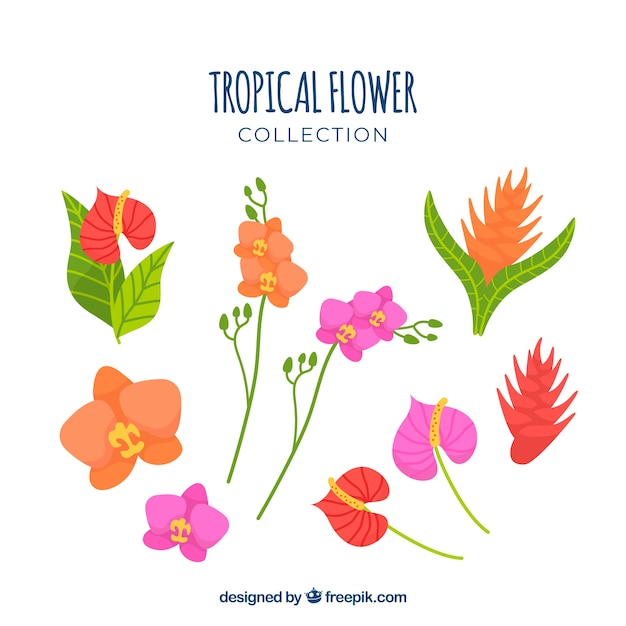 Vettore collezione di fiori tropicali disegnata a mano incantevole