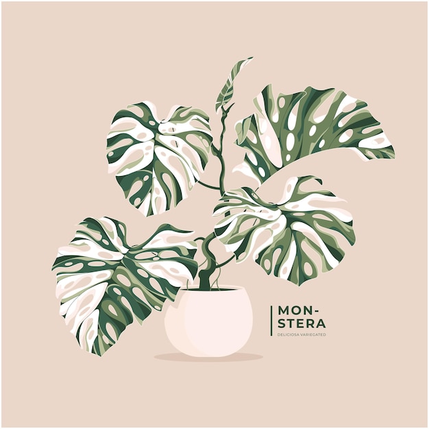 Vettore adorabile monstera variegata lascia lo sfondo dell'illustrazione