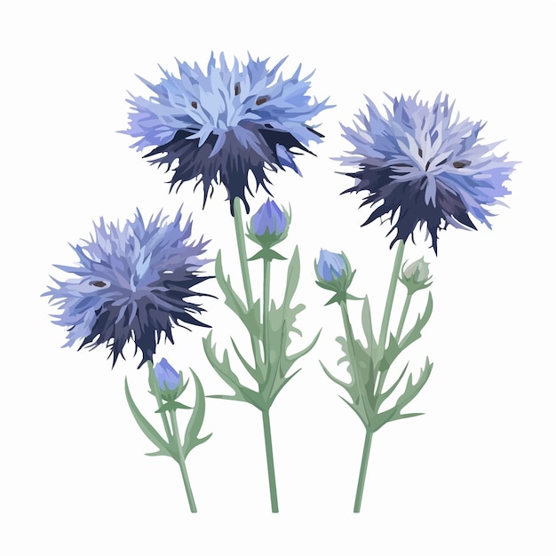 Vector lovely set of handdrawn cornflower flower illustrations ideal for creating custom stationery