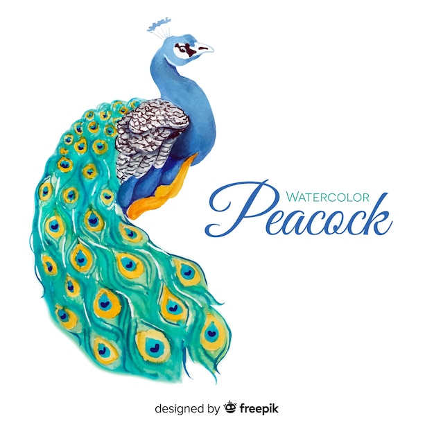 Lovely watercolor peacock