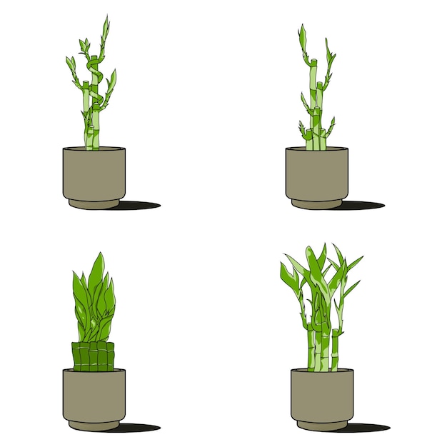 Vector lucky bamboo plant vector illustratie modern design met eigentijdse kleuren