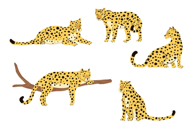 Luipaard dierlijke vector illustratie set