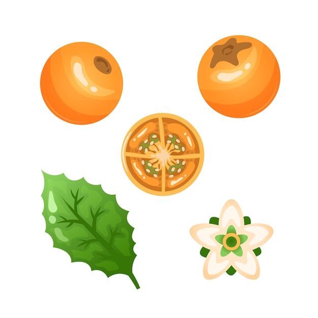 Vector lulo fruit vector elements