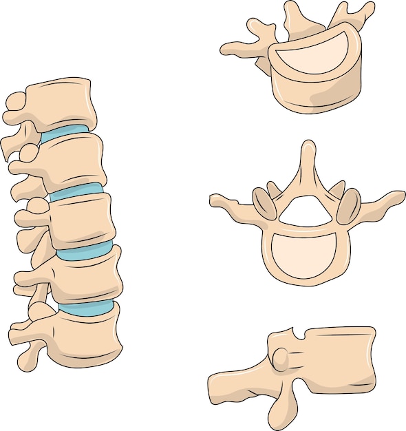 Вектор Анатомия поясничных позвонков